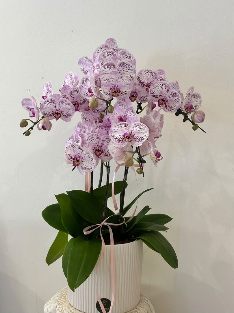 Lavender Grace Orchid · 紫韵雅兰盆栽