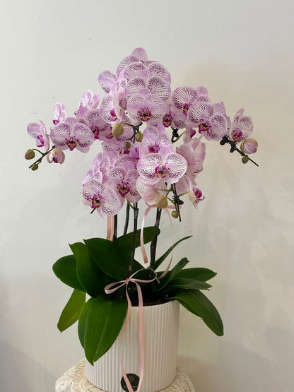 Lavender Grace Orchid · 紫韵雅兰盆栽