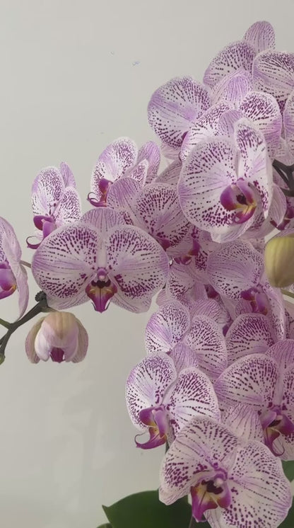 Lavender Grace Orchid · 紫韵雅兰盆栽